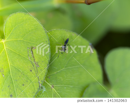 Ant spider looking directly at the camera Ant spider looking directly at the camera 141302063
