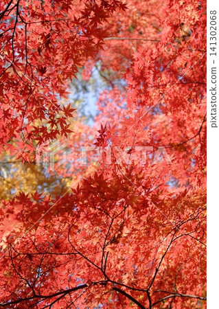 鮮紅的秋葉 鮮紅的秋葉 141302068