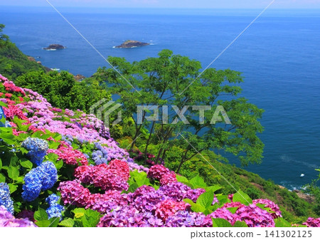 A hydrangea garden in full bloom with the Pacific Ocean in the background (Togenkyo Cape, Kadogawa Town, Miyazaki Prefecture) A hydrangea garden in full bloom with the Pacific Ocean in the background (Togenkyo Cape, Kadogawa Town, Miyazaki Prefecture) 141302125