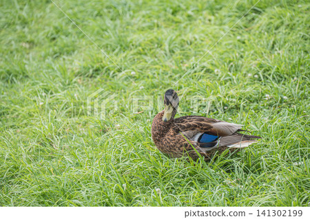 Mallard (male, eclipse plumage), Kamo River, Kyoto City Mallard (male, eclipse plumage), Kamo River, Kyoto City 141302199