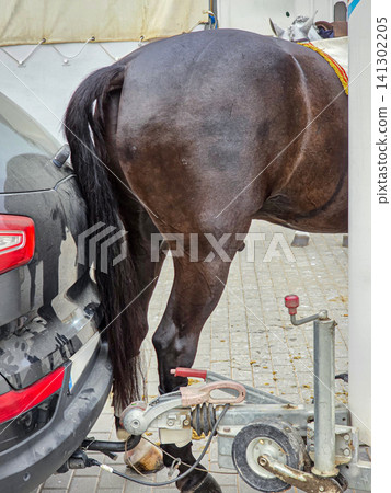 A black car is seen bumping into a horse's hindquarters while the car backs up in a parking area near a stable. The scene shows a close encounter during a parking attempt. A black car is seen bumping into a horse's hindquarters while the car backs up in a parking area near a stable. The scene shows a close encounter during a parking attempt. 141302205