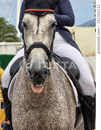 A gray Andalusian horse is close up and showing its tongue. It wears a fly bonnet with Spanish flag details and a dressage bridle. This scene is from an equestrian event outdoors. A gray Andalusian horse is close up and showing its tongue. It wears a fly bonnet with Spanish flag details and a dressage bridle. This scene is from an equestrian event outdoors. 141302212