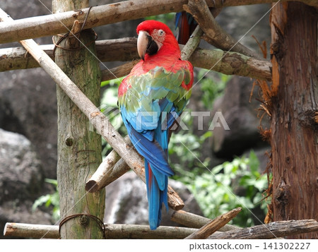Scarlet Macaw Scarlet Macaw 141302227