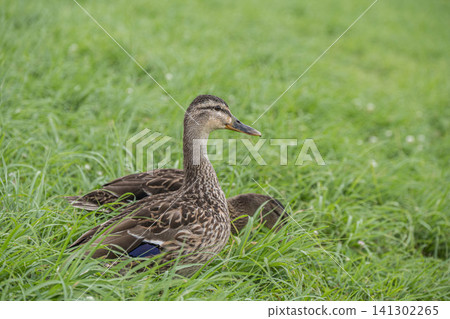 Mallard (female), Kamo River, Kyoto City Mallard (female), Kamo River, Kyoto City 141302265