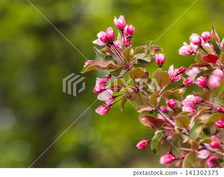 Fresh pink flowers of a blossoming apple tree with blured background Fresh pink flowers of a blossoming apple tree with blured background 141302375