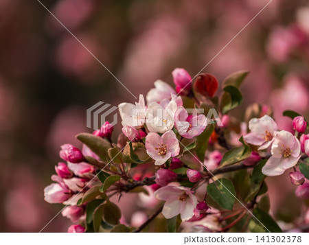 Fresh pink flowers of a blossoming apple tree with blured background 141302378