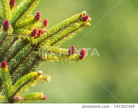 Closeup of fir branches with young buds. Spring nature concept. Fir branches with fresh shoots Closeup of fir branches with young buds. Spring nature concept. Fir branches with fresh shoots 141302384