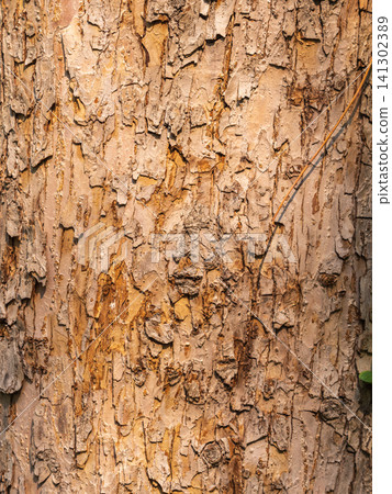 Bark texture and background of a old fir tree trunk. Detailed bark texture. Natural background Bark texture and background of a old fir tree trunk. Detailed bark texture. Natural background 141302389