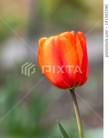 Colorful red tulips blossom in spring garden 141302390