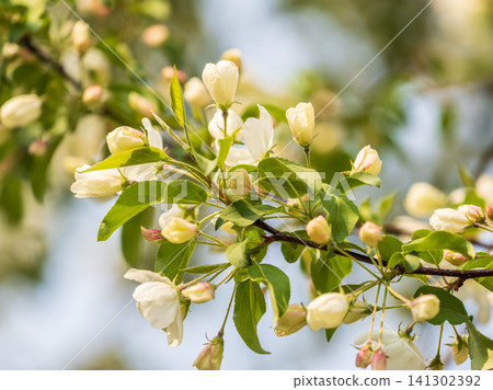 White blossoming apple trees in the sunset light. Spring season, spring colors. White blossoming apple trees in the sunset light. Spring season, spring colors. 141302392