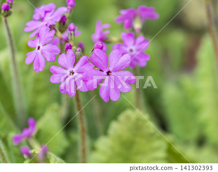 Japanese primrose, Primula sieboldii, Known also as Asiatic primrose and Cortusoides primula. Another scientific name is Primula patens. Japanese primrose, Primula sieboldii, Known also as Asiatic primrose and Cortusoides primula. Another scientific name is Primula patens. 141302393
