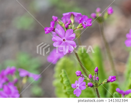 Japanese primrose, Primula sieboldii, Known also as Asiatic primrose and Cortusoides primula. Another scientific name is Primula patens. 141302394