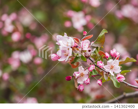 Fresh pink flowers of a blossoming apple tree with blured background Fresh pink flowers of a blossoming apple tree with blured background 141302400