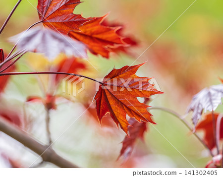 Tree branch with dark red leaves, Acer platanoides, the Norway maple Crimson King. Red Maple acutifoliate Crimson King, young plant with green background. 141302405