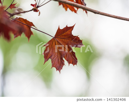 Tree branch with dark red leaves, Acer platanoides, the Norway maple Crimson King. Red Maple acutifoliate Crimson King, young plant with green background. Tree branch with dark red leaves, Acer platanoides, the Norway maple Crimson King. Red Maple acutifoliate Crimson King, young plant with green background. 141302406