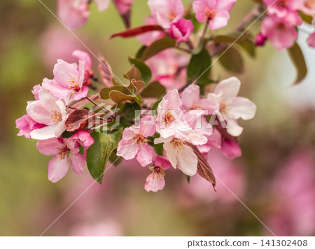 Fresh pink flowers of a blossoming apple tree with blured background Fresh pink flowers of a blossoming apple tree with blured background 141302408