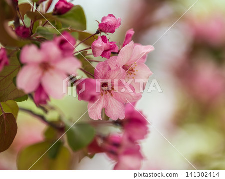 Fresh pink flowers of a blossoming apple tree with blured background Fresh pink flowers of a blossoming apple tree with blured background 141302414