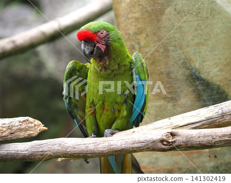 Green Macaw Green Macaw 141302419