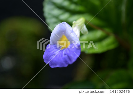 Henkeria Dielsi Henkeria Dielsi 141302476