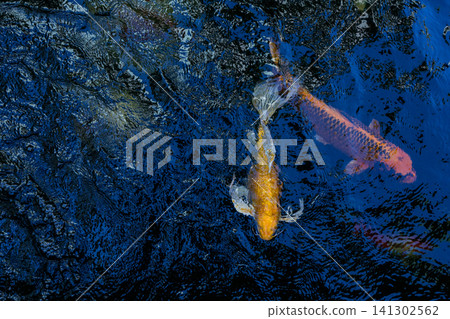 Movement of Fancy Carps Fish or Koi Swim in Pond Movement of Fancy Carps Fish or Koi Swim in Pond 141302562