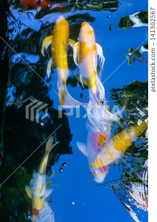 Movement of Fancy Carps Fish or Koi Swim in Pond 141302567