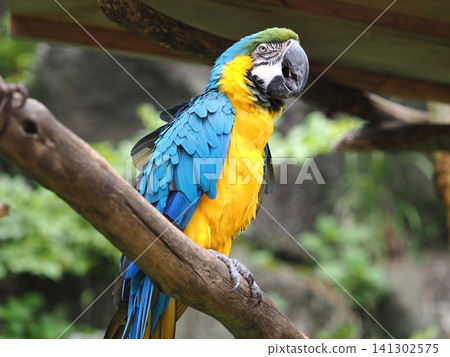 Blue and Gold Macaw Blue and Gold Macaw 141302575