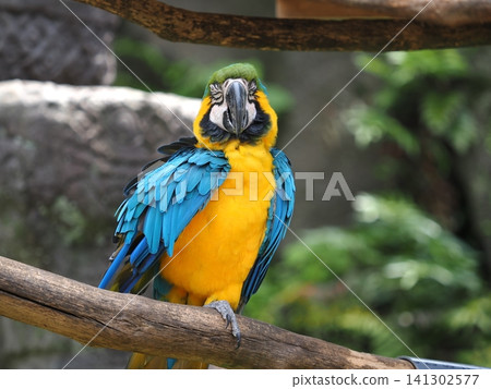Blue and Gold Macaw Blue and Gold Macaw 141302577