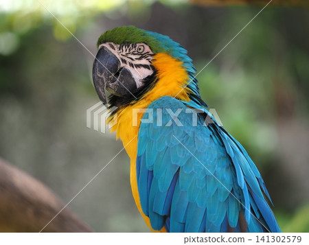Blue and Gold Macaw Blue and Gold Macaw 141302579