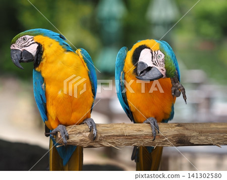 Blue and Gold Macaw Blue and Gold Macaw 141302580