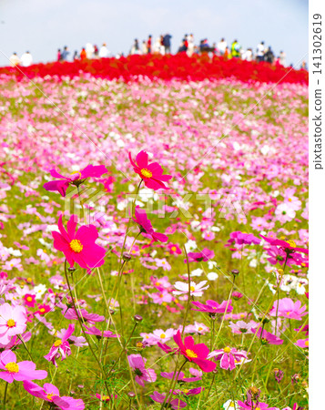 日立海濱公園秋色中的地膚和波斯菊。 日立海濱公園秋色中的地膚和波斯菊。 141302619