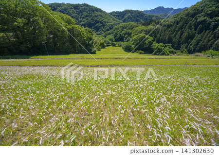 A cluster of cogon grass covers the embankment of the Ohno Reservoir, a nationally important cultural property, in white. A cluster of cogon grass covers the embankment of the Ohno Reservoir, a nationally important cultural property, in white. 141302630