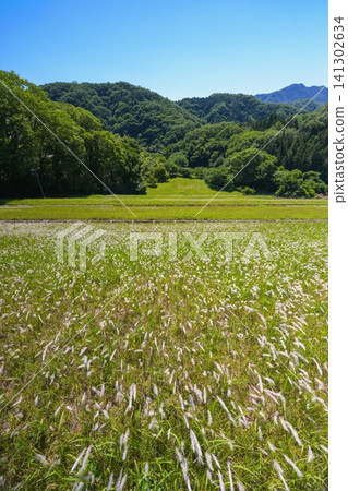 The embankment of the Ohno Reservoir, a nationally important cultural property, is covered in white cogon grass. Cogon grass, also known as black cogon grass, is a perennial grass of the Poaceae family with white spikes and cotton-like growths. The embankment of the Ohno Reservoir, a nationally important cultural property, is covered in white cogon grass. Cogon grass, also known as black cogon grass, is a perennial grass of the Poaceae family with white spikes and cotton-like growths. 141302634