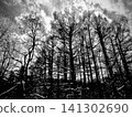 High-contrast, monochrome winter trees 141302690