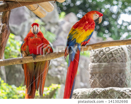 Scarlet Macaw Scarlet Macaw 141302698