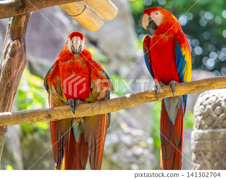 Scarlet Macaw Scarlet Macaw 141302704