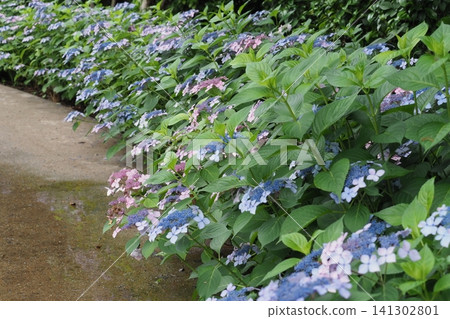 Hydrangea flowers adorn the roadside Hydrangea flowers adorn the roadside 141302801