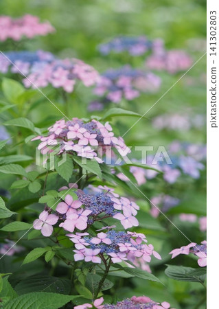 Gaku hydrangea flower Gaku hydrangea flower 141302803