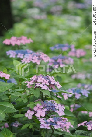 Hydrangeas at Expo Memorial Park Hydrangeas at Expo Memorial Park 141302804