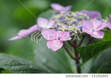 A close-up of hydrangea flowers after the rain. A close-up of hydrangea flowers after the rain. 141302805