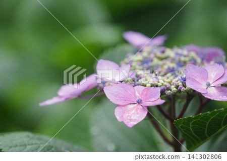 A close-up of hydrangea flowers after the rain. A close-up of hydrangea flowers after the rain. 141302806