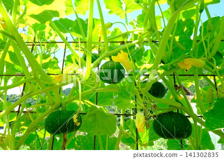正在種植南瓜 141302835