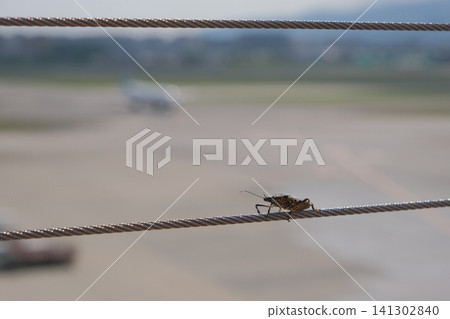A brown marmorated stink bug perched on an airport wire. A brown marmorated stink bug perched on an airport wire. 141302840