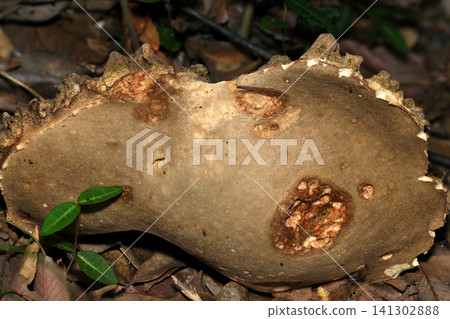A large, aged, collapsed bolete mushroom cap during the rainy season (Japanese natural fungi/mushroom ecology macro photography) A large, aged, collapsed bolete mushroom cap during the rainy season (Japanese natural fungi/mushroom ecology macro photography) 141302888