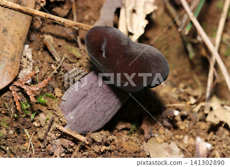 Young, unopened, dark purple-capped Boletus edulis (Japanese native fungus, mushroom ecology macro photography) Young, unopened, dark purple-capped Boletus edulis (Japanese native fungus, mushroom ecology macro photography) 141302890