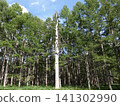 Senjogahara Tree 141302990