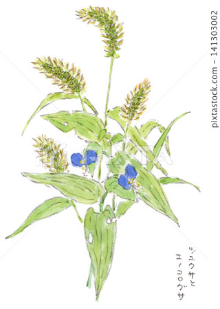 Watercolor illustrations of rainy season and summer plants: Commelina communis and Setaria viridis. Watercolor illustrations of rainy season and summer plants: Commelina communis and Setaria viridis. 141303002
