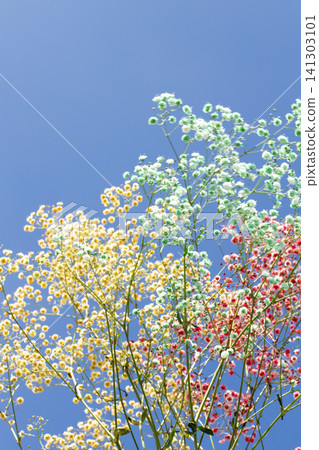 Blue sky and gypsophila Blue sky and gypsophila 141303101