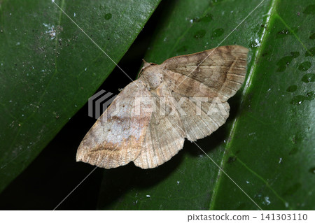 一隻成年的天竺葵蛾(Apogon spp.)棲息在幽暗森林的綠葉上(日本戶外昆蟲生態微距攝影) 一隻成年的天竺葵蛾(Apogon spp.)棲息在幽暗森林的綠葉上(日本戶外昆蟲生態微距攝影) 141303110