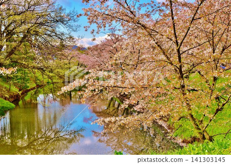 Cherry blossoms at Ueda Castle and Ueda Castle Ruins Park Cherry blossoms at Ueda Castle and Ueda Castle Ruins Park 141303145