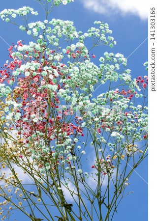 Sky and baby's breath Sky and baby's breath 141303166